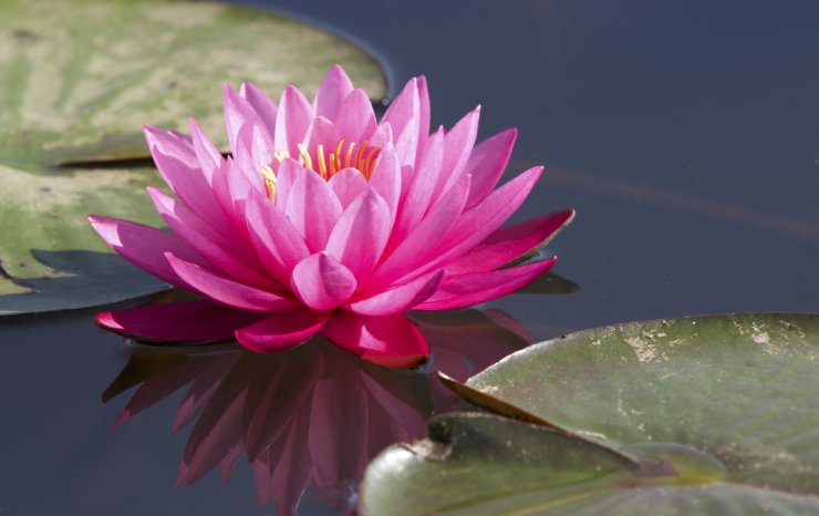 pink-lotus