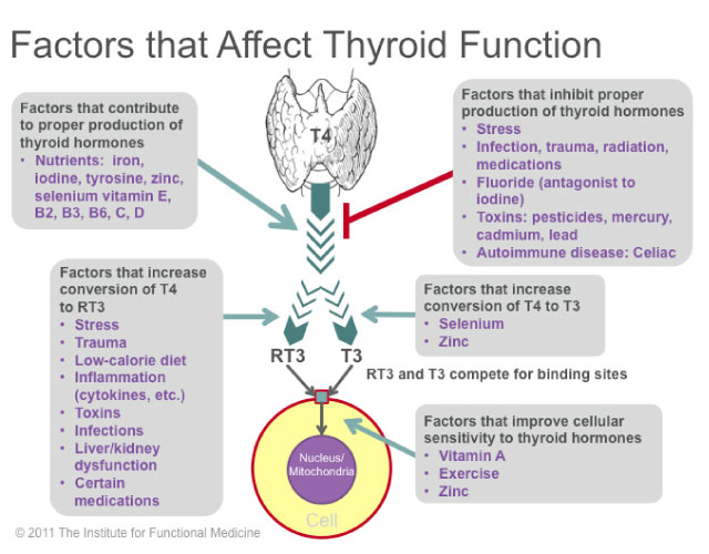 factors affect thyroid function