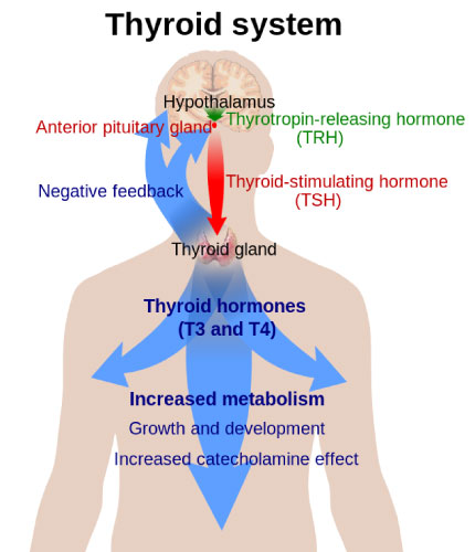 thyroid system